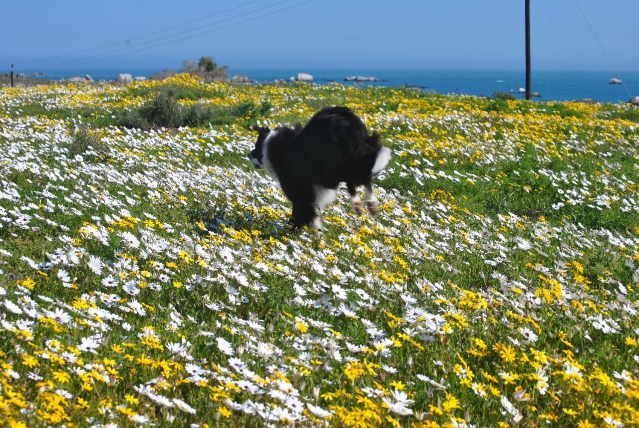 Stay At Bokkoms In Paternoster Self Catering Accommodation מראה חיצוני תמונה