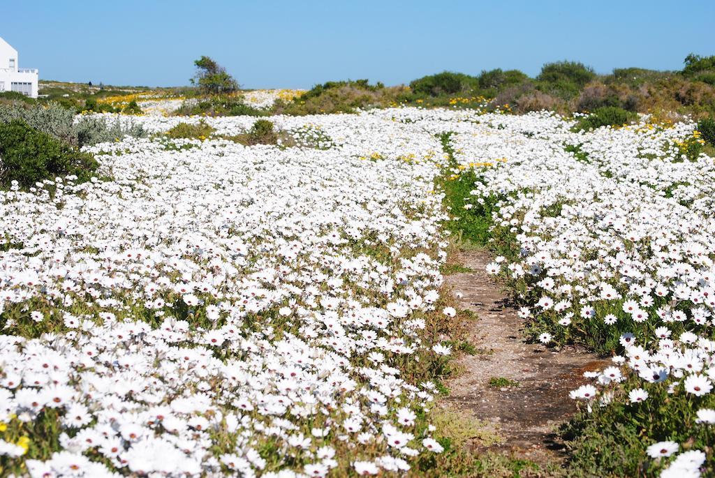 Stay At Bokkoms In Paternoster Self Catering Accommodation מראה חיצוני תמונה